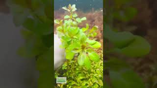 LUDWIGIA REPENS Absolutely Stunning Aquarium Plant For Sale [upl. by Andriana449]