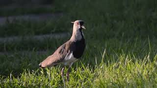 TERO  Southern lapwing Vanellus chilensis [upl. by Langham]