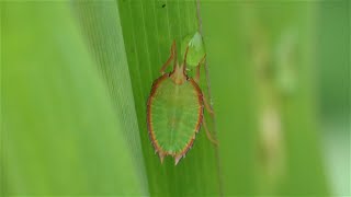 Shieldbugs Assassin bugs and beetles [upl. by Eelnayr718]