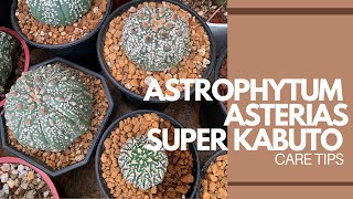 ENG SUB Astrophytum Asterias Super Kabuto  Caretips [upl. by Kahcztiy]