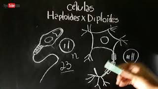 Células HAPLOIDES e DIPLOIDES  Citologia [upl. by Fridell]