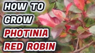 How To Grow Photinia Red Robin  Tips You NEED To Know [upl. by Noryv]