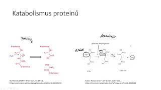 Metabolismus proteinů a aminokyselin 1  deaminace a ornitinový cyklus [upl. by Roanna]