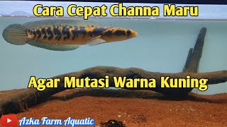 Cara Cepat Mutasi Warna Ikan Channa Maru Yellow Sentarum [upl. by Eetak]