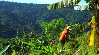 Mother Makes Peanut Grass and Cooks Delicious Dishes From Wild Banana Flowers [upl. by Shandeigh]