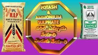 Muriate of Potash and Ammonium sulfate వరిలో ఎప్పుడు వేసుకోవాలి ఎందుకు వేసుకోవాలిEruvaaka [upl. by Arrec]