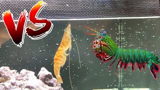 Giant Mantis Shrimp VS Giant Shrimp [upl. by Anirrak]