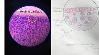 Anatomy Histology PYQ Important Theory Paper Final Questions Revise [upl. by Albertina]