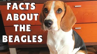 Beagles Facts  dogs 101 breed information health and more [upl. by Delgado]