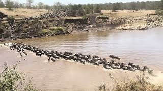 The Great Migration of Wildebeest from Tanzania to Kenya [upl. by Itsrik245]