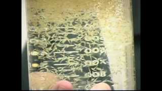 Koi Spawning Demonstration 4 Development of Embryos and Larvae CC [upl. by Aliuqet89]