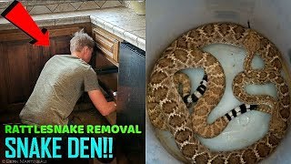 Removing RATTLESNAKES From Ladies House [upl. by Yleen164]