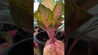 Aglaonema Plant Red youtubeshorts tranding garden plants [upl. by Ennairod]