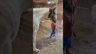 He loves taking Maple to the barn himself horse equestrian fyp cute equine horselover [upl. by Letisha]