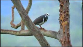 Wonga Pigeon Leucosarcia melanoleuca [upl. by Alletneuq]