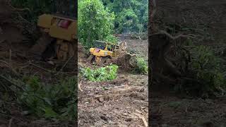 D6R XL Bulldozers Enhancing Efficiency in Palm Oil Cultivation [upl. by Hitoshi]