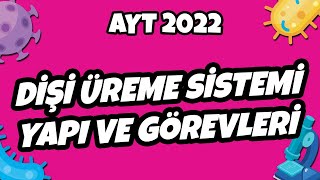 AYT Biyoloji  Dişi Üreme Sistemi Yapı ve Görevleri  AYT Biyoloji 2022 hedefekoş [upl. by Rubin]