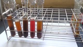 Pigments of various anaerobic bacteria [upl. by Araihc]