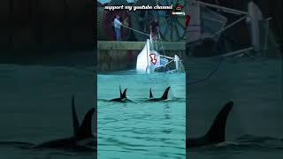 Orca whales ambush fishing boatssharkmoviehumpbackwhaleshorts [upl. by Eitirahc203]