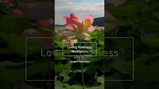 Loving Kindness Meditation lovingkindnessmeditation lovingkindness [upl. by Atnek]