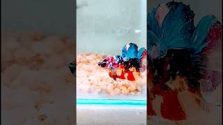 Need to Care for Betta Fish in a Tank betta [upl. by Barrington]