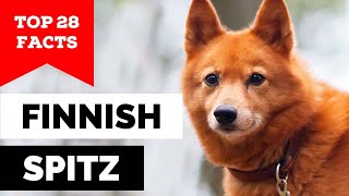 99 of Finnish Spitz Dog Owners Dont Know This [upl. by Kinnard673]