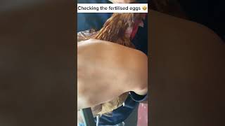 This is how to check the fertilised eggs🤩 chicken [upl. by Arrait]