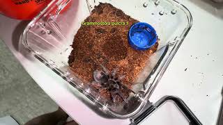 Aphonopelma sp diamondback and Grammostola pulcratarantula feeding GagambangBahayExoticsTV [upl. by Okimik606]