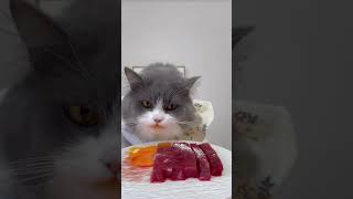 asmr  cat food  asmr sound cat catfood asmr cute cutecatsounds catseating [upl. by Bunch]