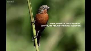 Best training song for singing Rowtie wiet wiet lorti  sorophila minuta  firered  ruddybellied [upl. by Norris]