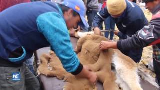 Alistan captura tradicional de vicuñas en andes peruanos [upl. by Aynos]