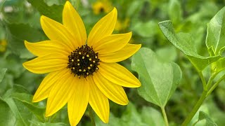 Propagating Dune Sunflower From Cuttings [upl. by Cart450]