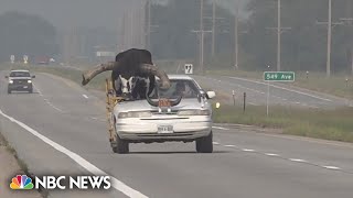 Car with giant bull as passenger pulled over by Nebraska police [upl. by Ihp]