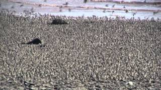 Flight of the Sandpipers Dorchester NB [upl. by Elonore]