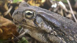 Raucous Toad calling Sclerophrys capensis [upl. by Purdum]