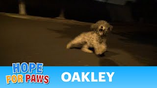 Saving Oakley in a late night rescue mission Please help her find a home story [upl. by Dilaw]