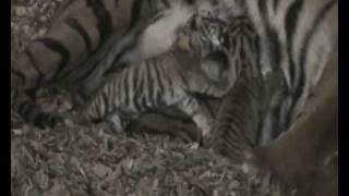 Twee tijgertjes geboren in Diergaarde Blijdorp  Two tigers born Rotterdam Zoo [upl. by Hijoung]