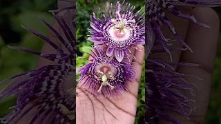 🤯அழகிய கிருஷ்ணகமலம் பூ⁉️l Passion flower  abithaakk passionflower flower shortsfeed shorts [upl. by Aerdnaz787]