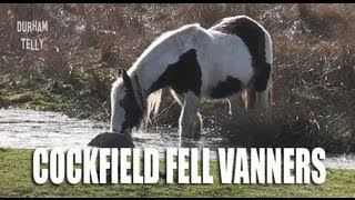 Cockfield Fell Horses  Irish Cob  Vanners  Co Durham [upl. by Ladnar]