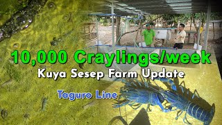 10000 Craylingsweek Seseps Crayfish Farm  Taguro Line [upl. by Tryck67]