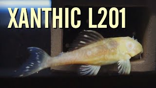 My SUPER RARE Xanthic L201 Snowball Plecos [upl. by Michelina]