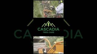 Cascadia Tree Care Crew [upl. by Huntlee415]