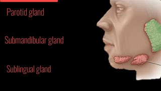 Salivary GlandsMechanism and regulation of salivary secretion [upl. by Dryfoos196]