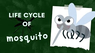 Life Cycle of Mosquito [upl. by Mcbride343]