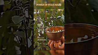 POWER OF MAA TULSIpower powerful viralvideo like new news video [upl. by Tupler890]