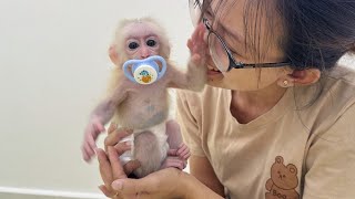 Adorable moment Lucky gives all his love to the pacifier [upl. by Adnohsirk]