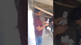 Mai badshaho ka Badshah pigeon public viralvideo  bholu kabutar lover aps [upl. by Glynn]