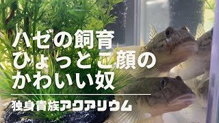 アクアリウム【ハゼの飼育】ひょっとこ顔のかわいい奴！ [upl. by Gilpin]