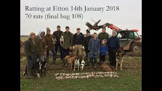 Ratting at Etton with terriers and lurchers 140118 [upl. by Aynik]