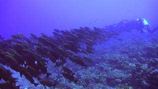 Wall of Sharks  Fakarava South Pass Tomakohua  le mur de requins Fakarava Polynésie Française [upl. by Jann]